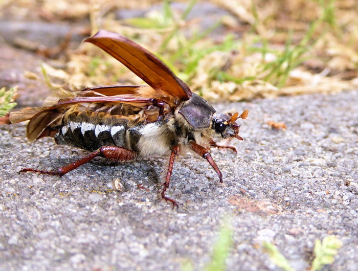 De junikever: een hardnekkig insect in de tuin