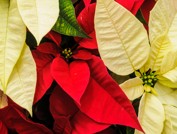 Kerstster verzorging (Poinsettia)