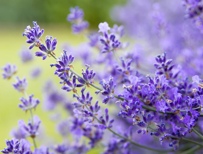 Lavendel verzorgen