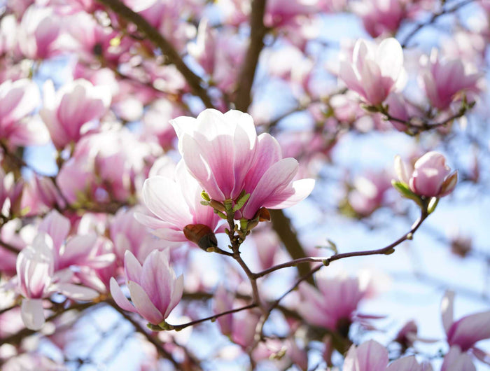 magnolia verzorgen