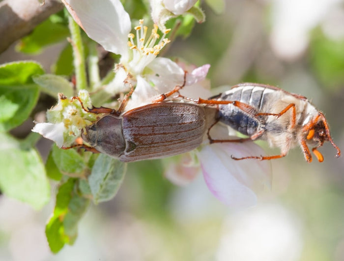 De meikever: een fascinerend maar soms vervelend insect