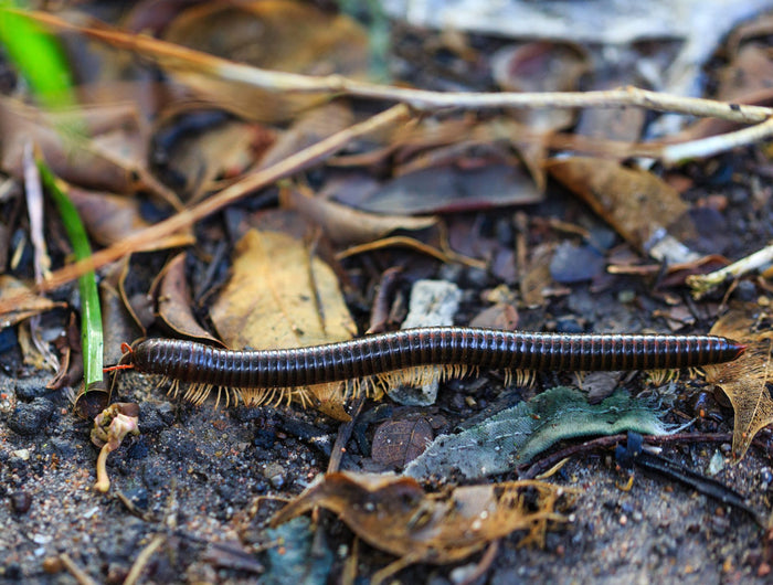 Miljoenpoot in de tuin: een uniek insect