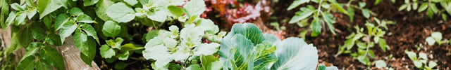 moestuin raised bed