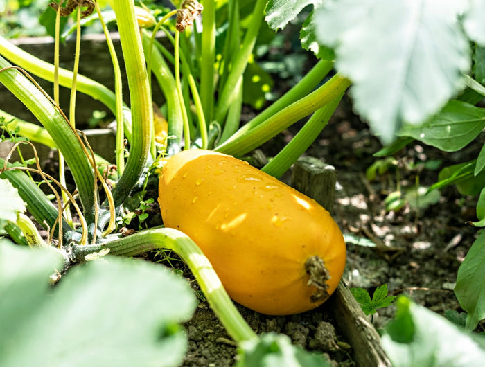 Groente in de moestuin? Geef ze voldoende voeding