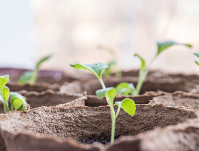 Zaaien, kweken en oogsten in de moestuin: zo ga je aan de slag