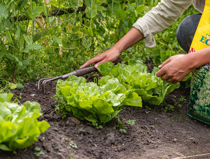 Moestuin bemesten? Zo ga je aan de slag