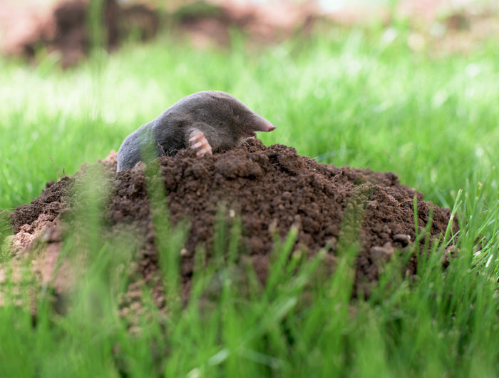 Mollen verjagen uit de tuin? Zo doe je dat