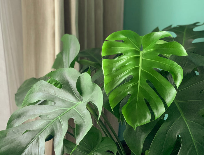 Monstera verzorgen