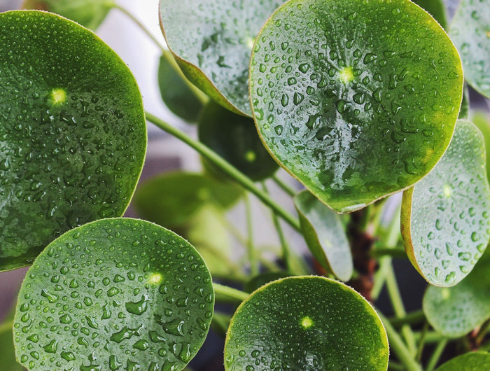 pannenkoekplant verzorgen