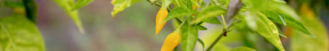 peperplant moestuin zaaien