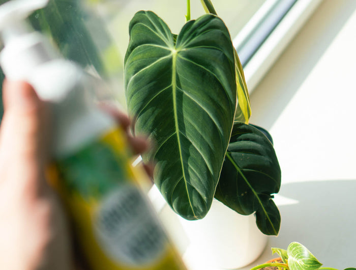 Philodendron verzorgen