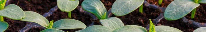Zaden voor moestuin & bloemen kopen