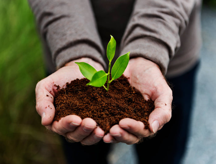 Tijd om je planten te verpotten? Wij helpen je graag een handje!