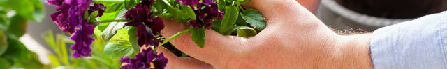 plant verpotten