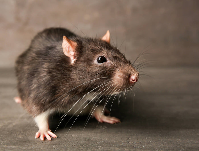ratten bestrijden