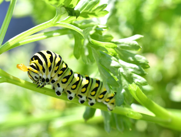 rupsen bestrijden moestuin