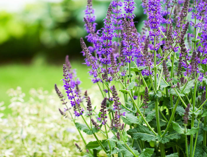 salvia verzorgen