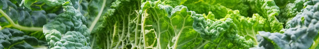 savooiekool zaaien moestuin
