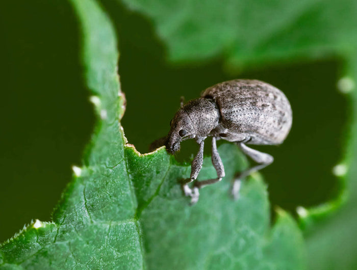 Taxuskever bestrijden? Zeg deze rare snuiter gedag