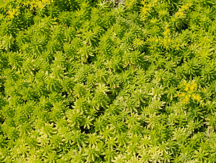 Groene daken bemesten? Ga voor een duurzame voeding