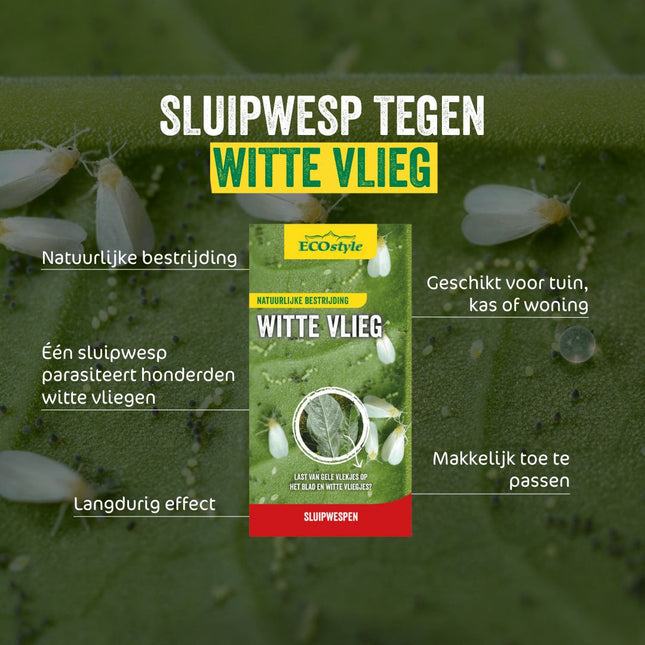 Sluipwesp tegen witte vlieg