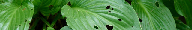 slakken bestrijden tuin