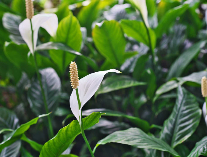Lepelplant verzorging