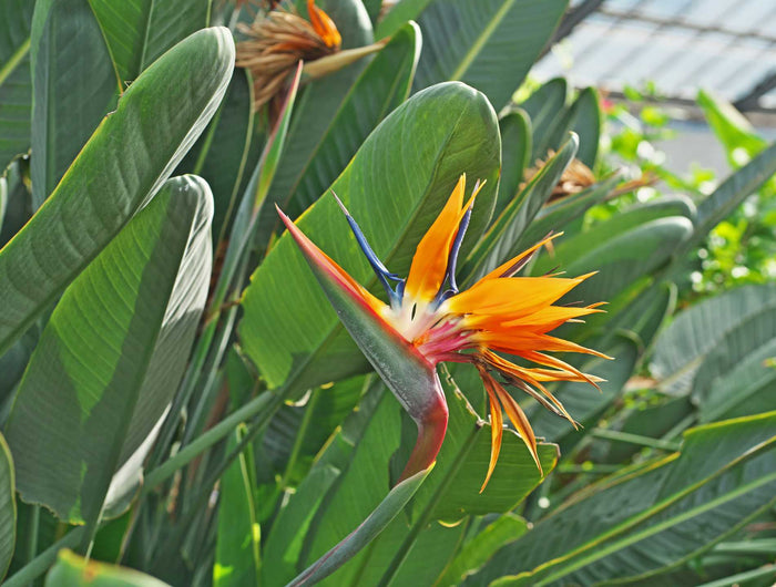 Strelitzia verzorgen