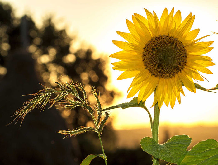 Zonnebloem verzorgen