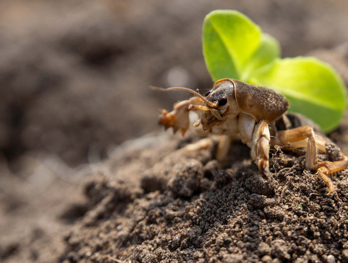 Veenmol in de tuin: alles over dit unieke insect
