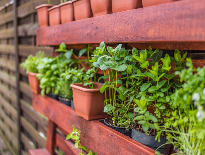 Aan de slag in de moestuin? We geven je 4 handige tips