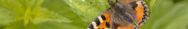 vlinder waardplanten