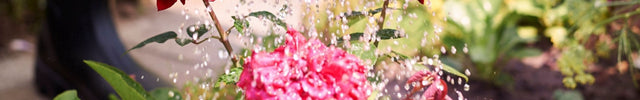 planten water geven tuin