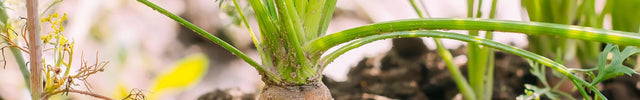 wortel zaaien moestuin