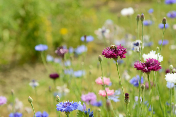 Waarom bloemen in de moestuin belangrijk zijn