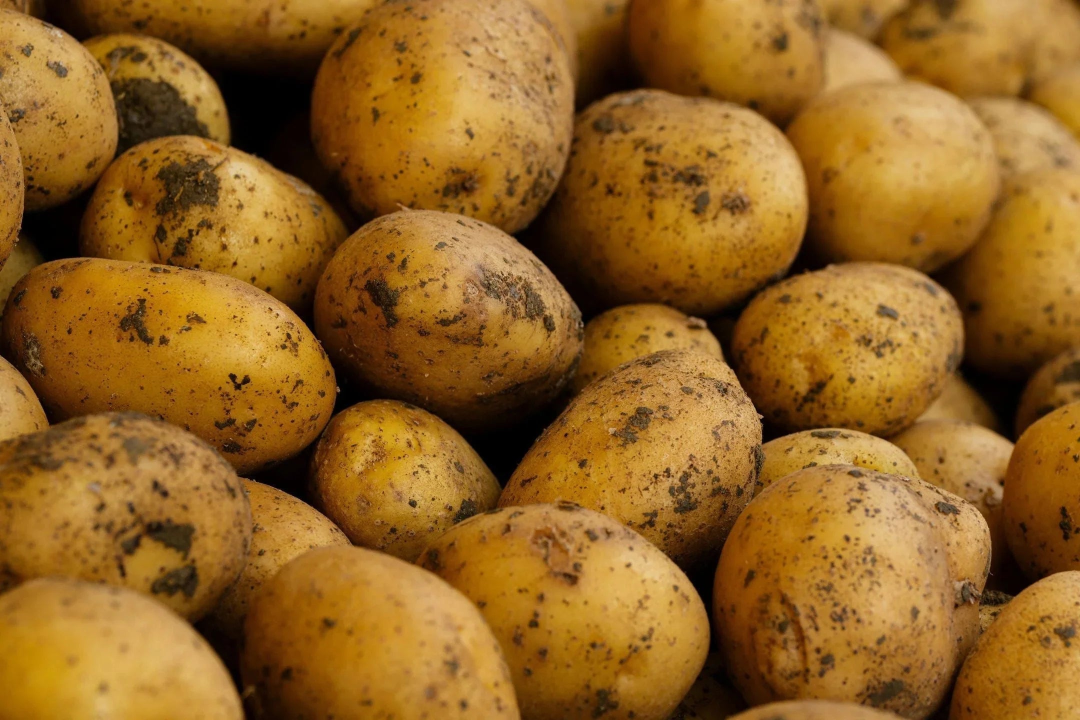 Aardappelziekte in de tuin: wat kun je er tegen doen?