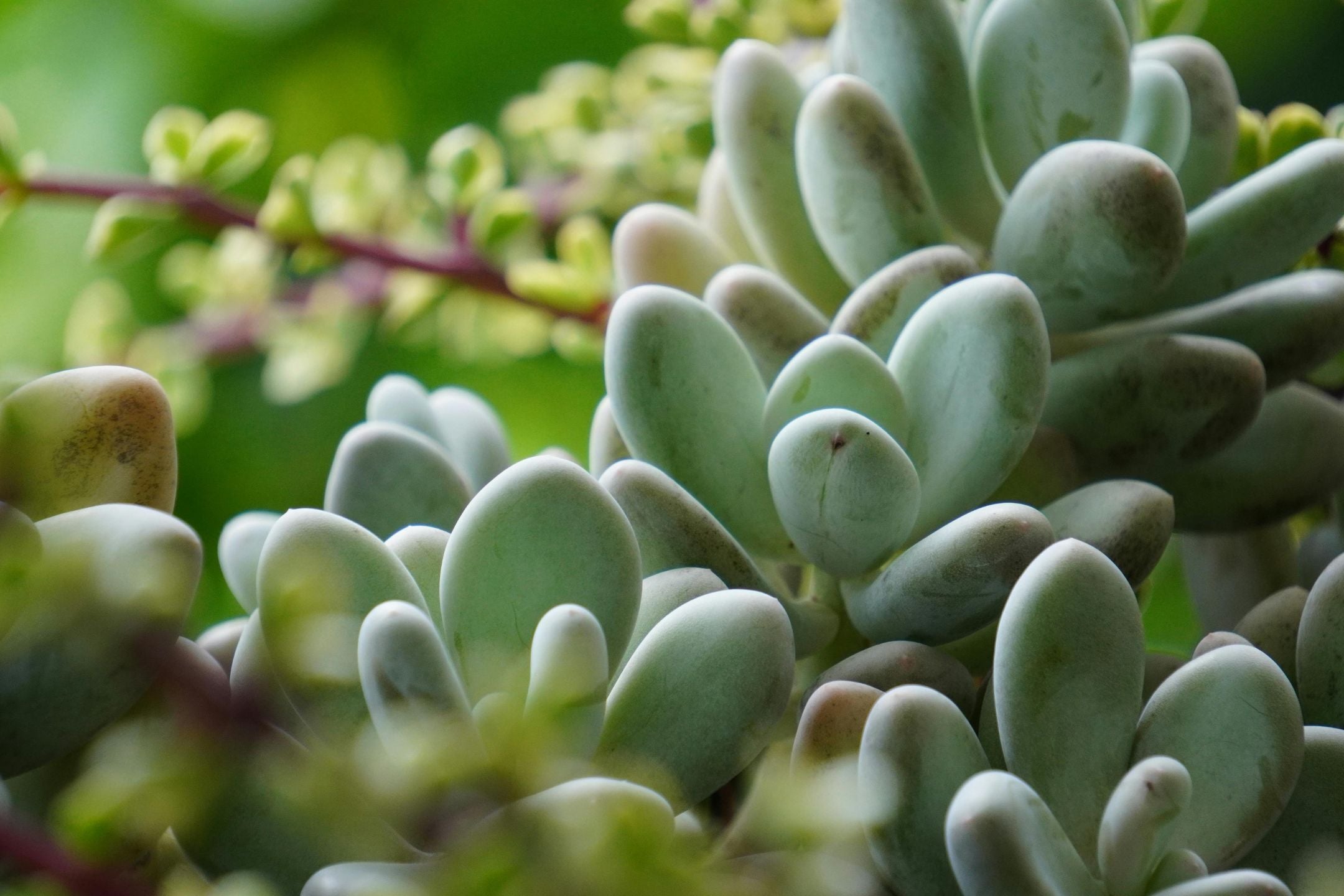 Vetplant stekken: makkelijk en leuk 🌵