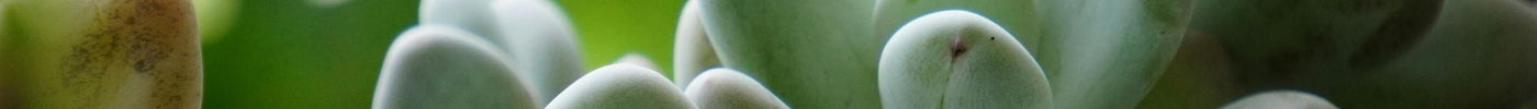 Vetplant stekken: makkelijk en leuk