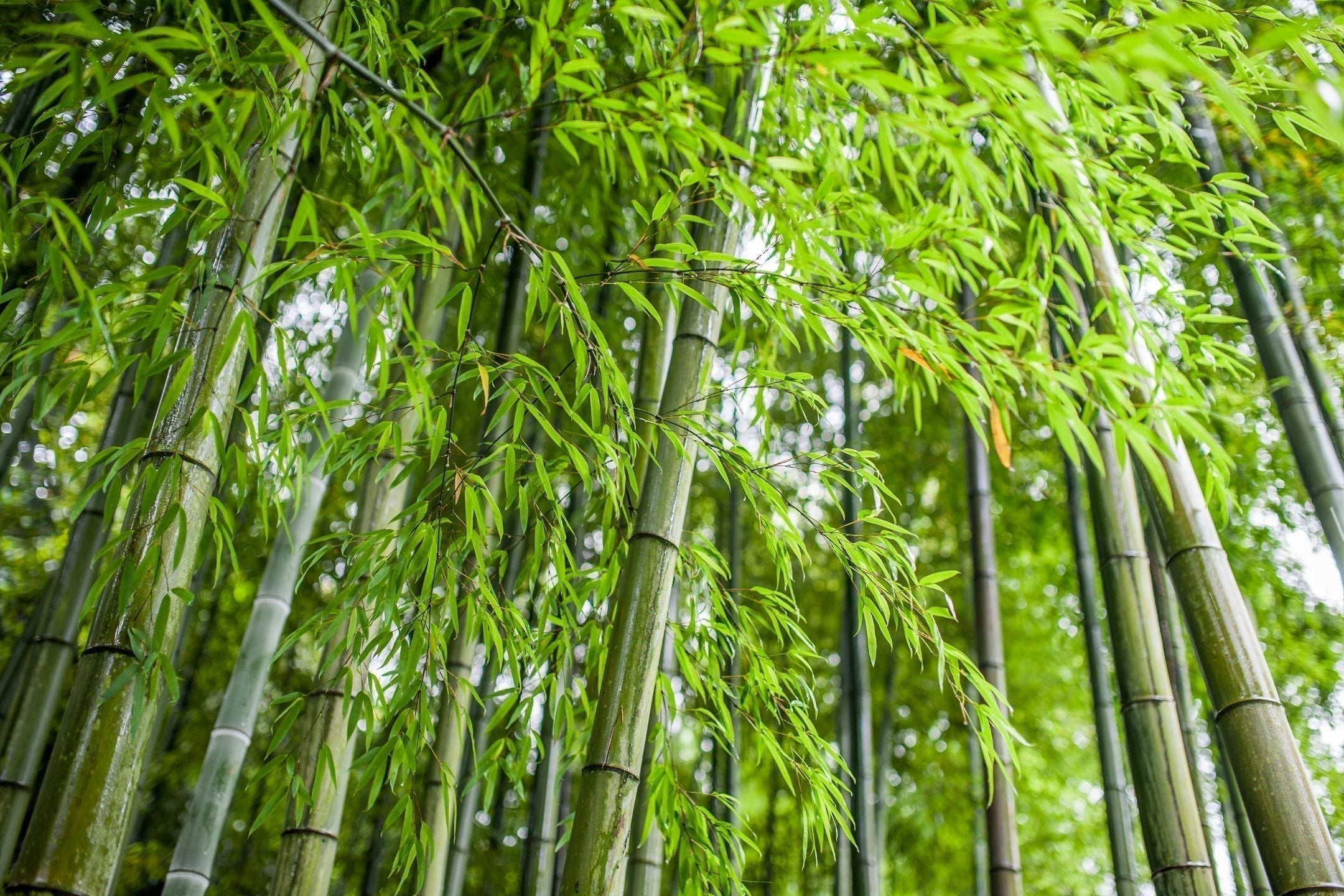 Bamboe stekken: zo doe je dat 🌱