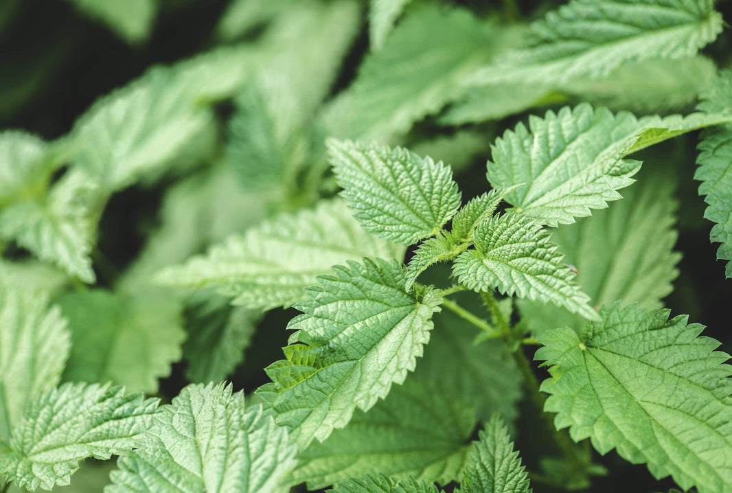 Wat te doen tegen brandnetel in de tuin? | ECOstyle