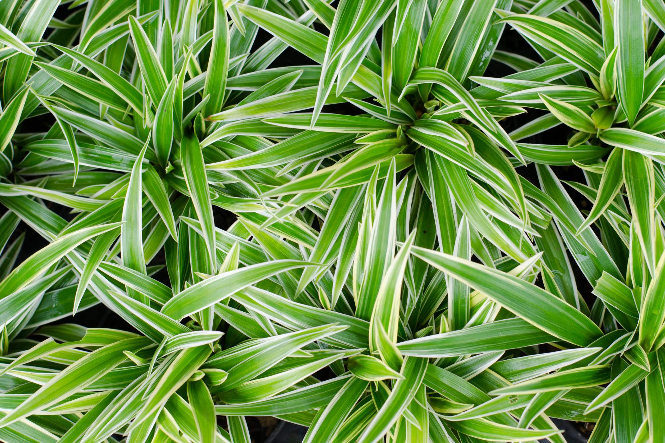 Graslelie stekken: maak eindeloos nieuwe planten