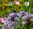 Een tuin vol bloemen en biodiversiteit