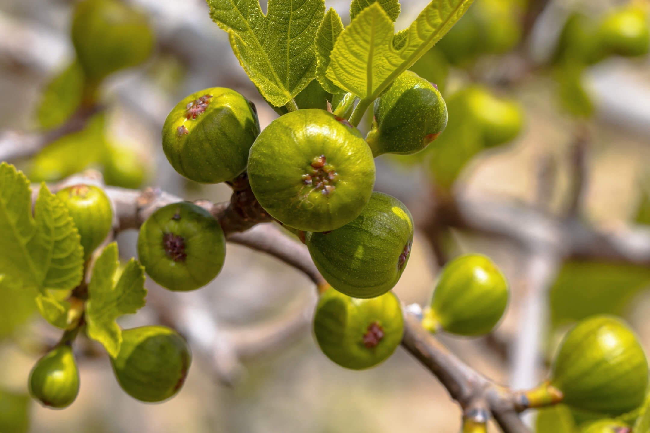 Fruitboom planten: zo haal je een stukje natuur in je tuin