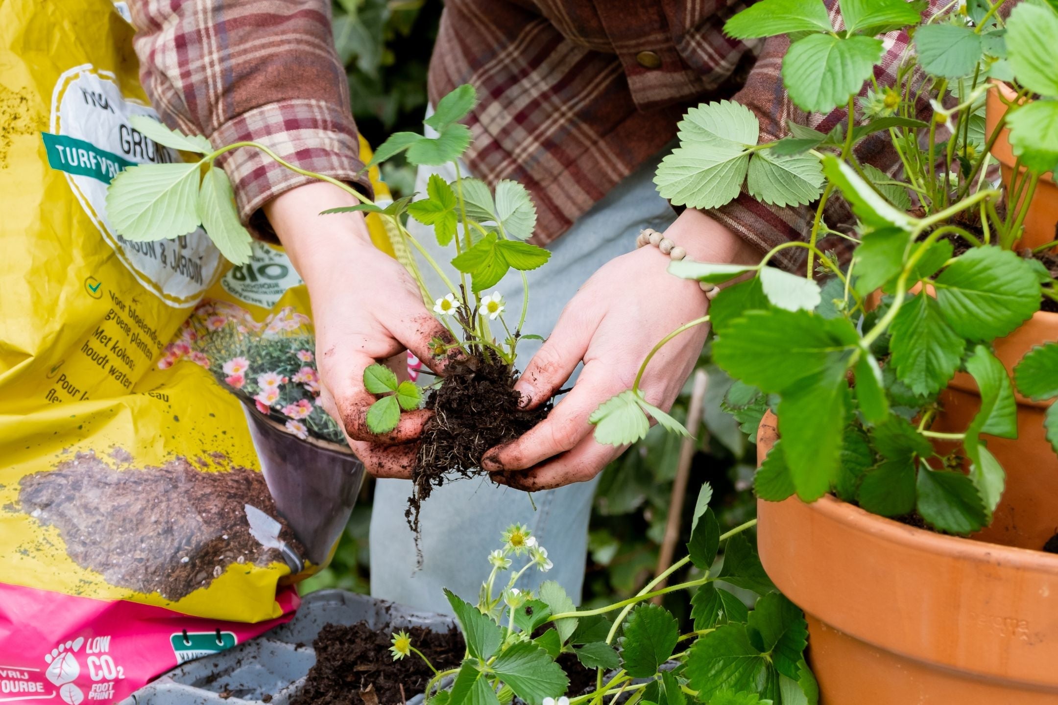 DIY: Zo maak je een aardbeien toren in terracotta potten