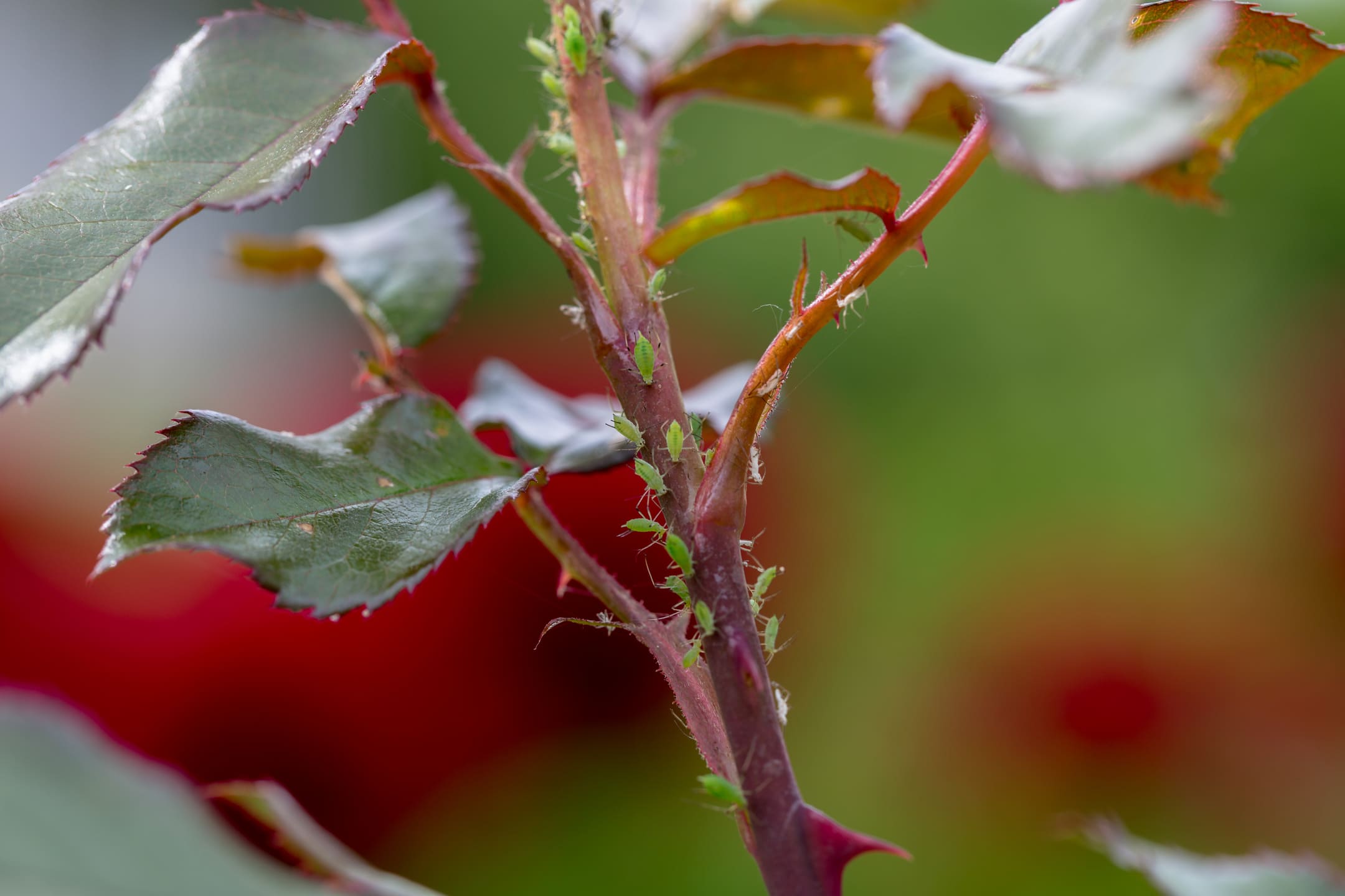 5x planten tegen bladluizen in de tuin