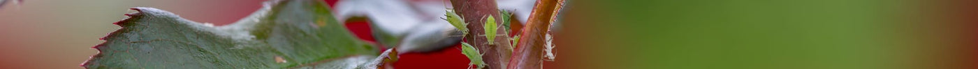 5x planten tegen bladluizen in de tuin