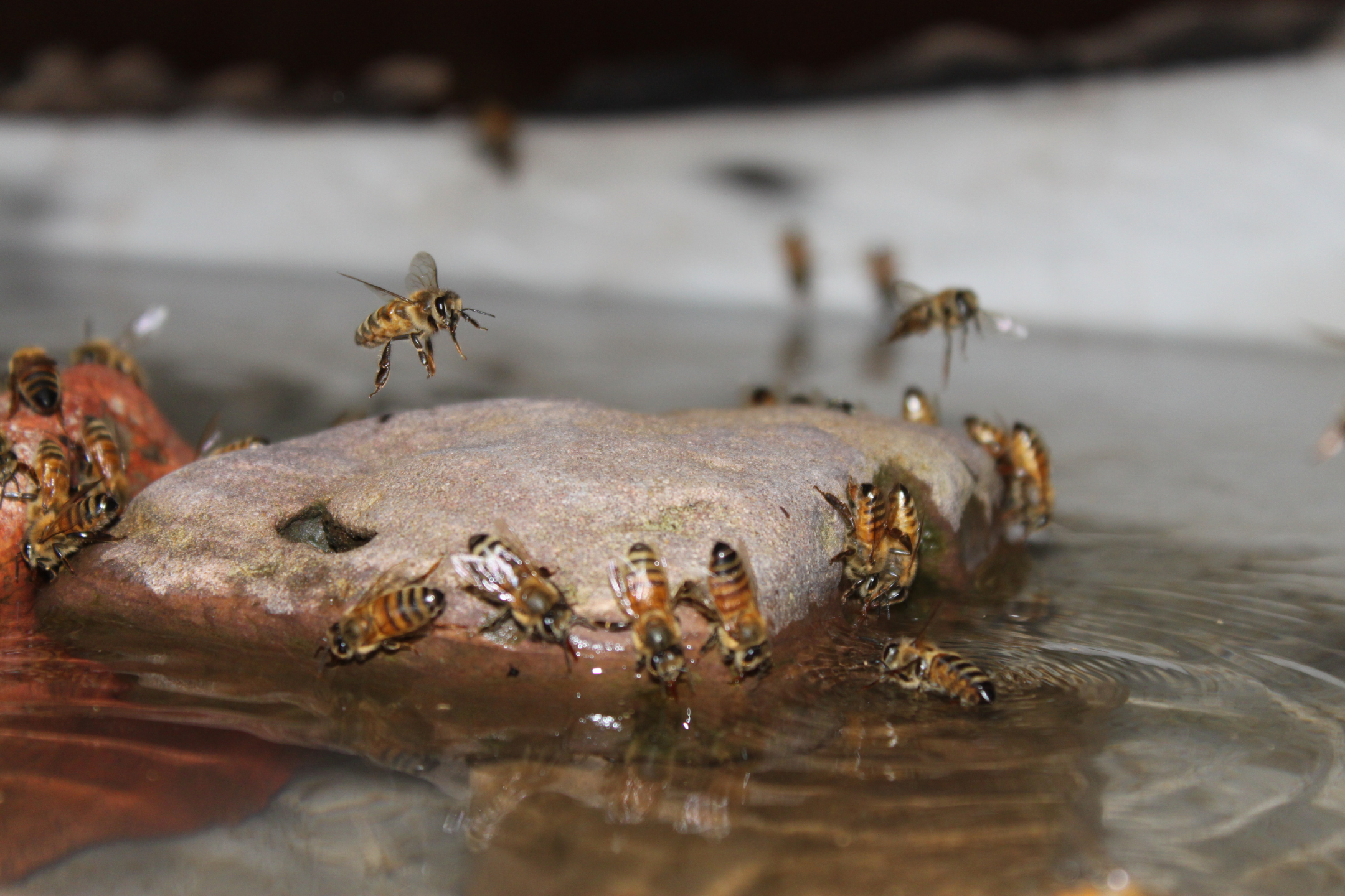 DIY: zelf een insecten drinkschaal maken