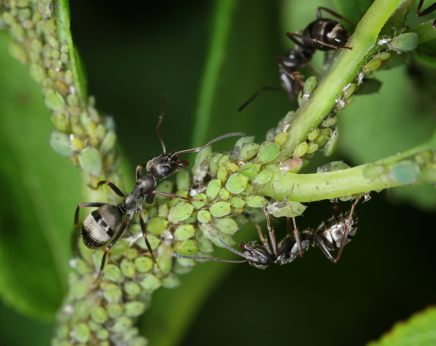 Ziekten en plagen in je tuin? Voorkom ze in 4 stappen