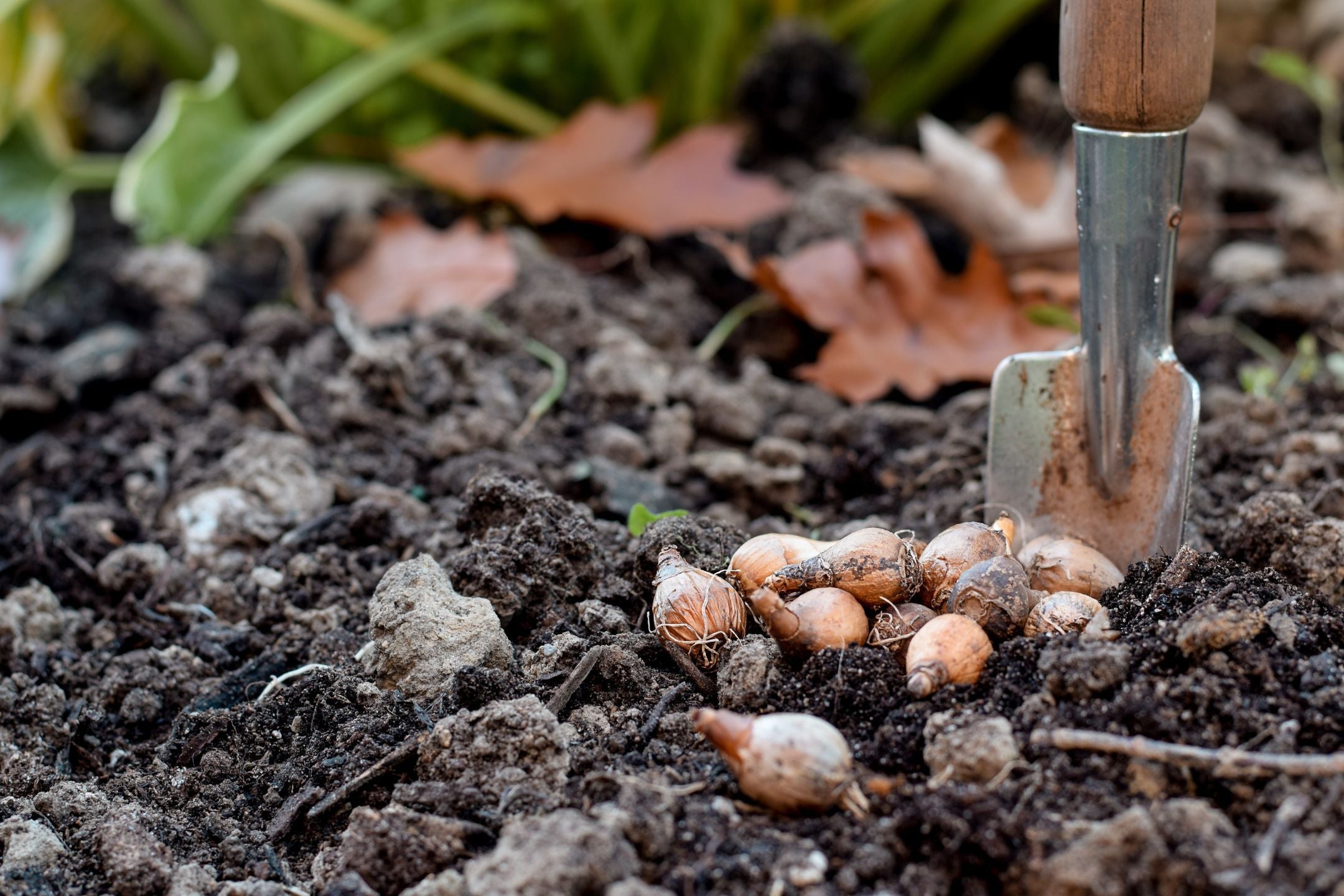 Bloembollen planten in de tuin? Gebruik onze handige gids