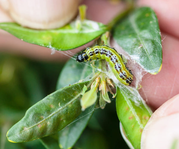 Hooby Rupsen Rupsen soorten in Nederland herkennen | ECOstyle 🐛